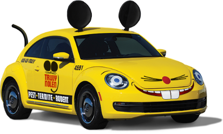 bug car