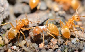 Yellow ants (Lasius Flavus) in anthill, extreme macro shot.