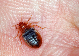 Bed Bug Photos and Videos