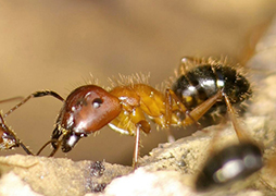 Ant Photos and Videos