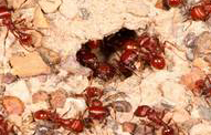 Harvester Ants