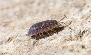 Close-up of the common woodlouse (Oniscus asellus)