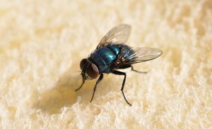 Flies on bread