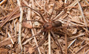 Closeup image of a Brown Recluse, Loxosceles reclusa, a venomous spider camouflaged on dry winter grass