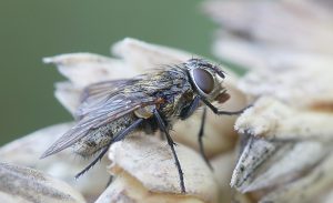 Cluster fly, also called attic fly, (Pollenia sp)