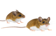 Deer Mice