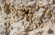 Desert Termites