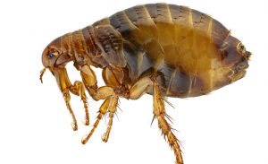 Pulex irritans isolated on a white background.