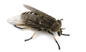 Horsefly isolated on a white background