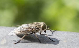 Macro view of a horsefly. These insects are found all over the world except for some islands and the polar regions.