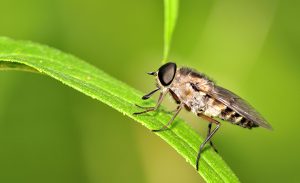 A horse fly perched on a plant leaf.