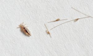 Louse and nits cocoons on white paper background.