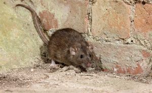 Brown rat, Rattus norvegicus, captive, August 2009