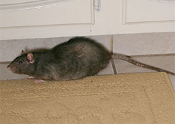 Rat Photos and Videos