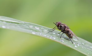 macro photography of stable fly (Stomoxys calcitrans)