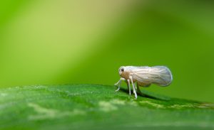 Macro leafhopper on white leaf