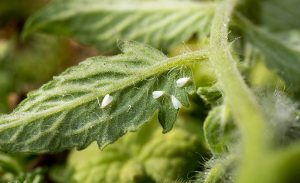 photo shows a colony of whiteflies sucking on a tomato leaf